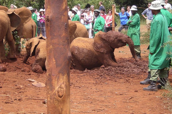 Giraffe Centre, Elephant Orphanage, National Museum & Beads Center - Reading Kenya through the Nairobi National Museum