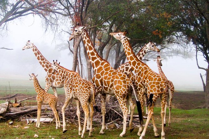 Giraffe Centre, Elephant Orphanage, National Museum & Beads Center - Meeting giraffes at the Giraffe Centre
