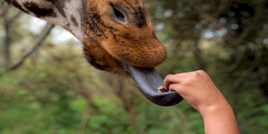 Giraffe, Elephant Orphanage - Feeding a Rothschild’s giraffe at the Giraffe Centre