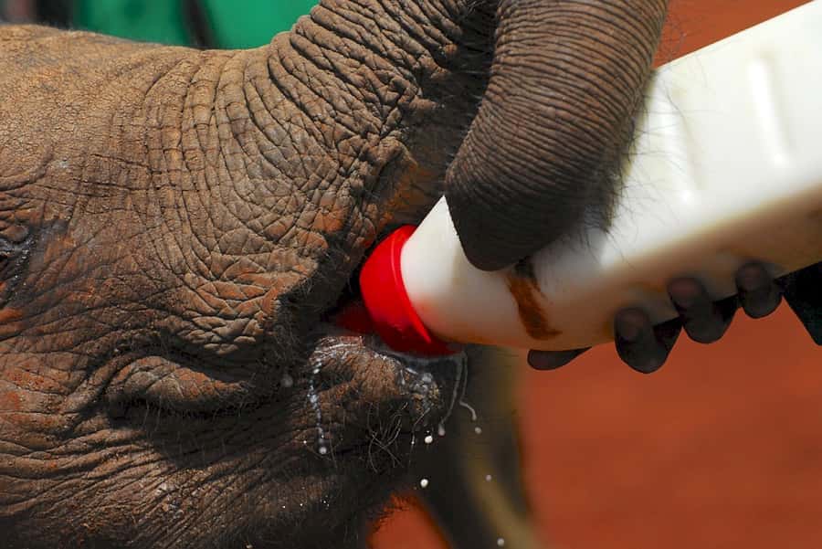 Giraffe, Elephant Orphanage - The extra Nairobi National Park charge