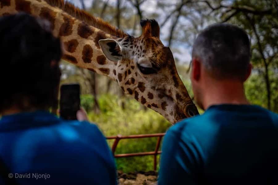 Giraffe, Elephant Orphanage - How the seven-hour schedule feels