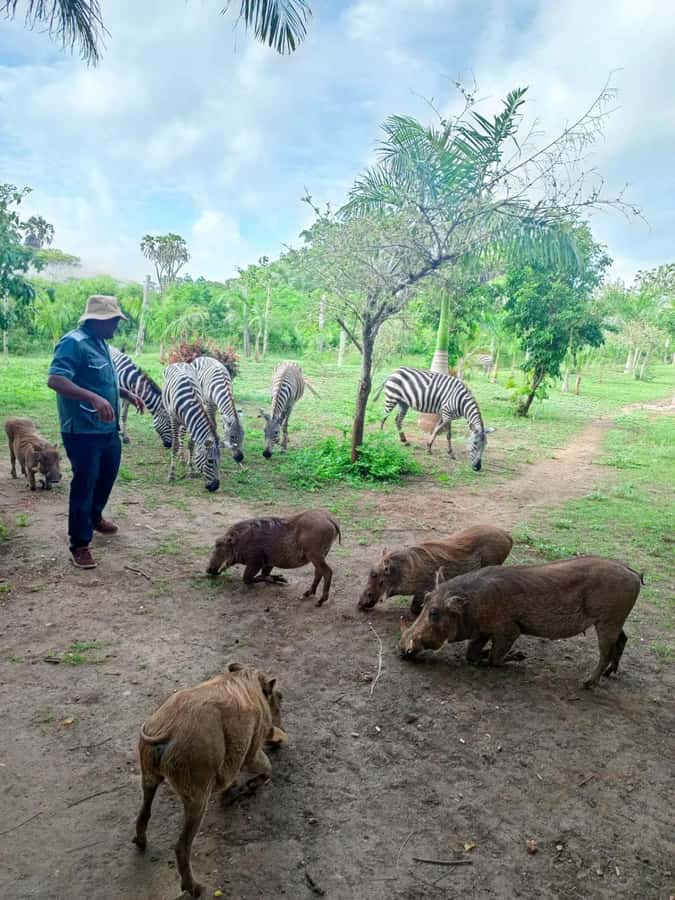 giraffe feeding - Key points at a glance