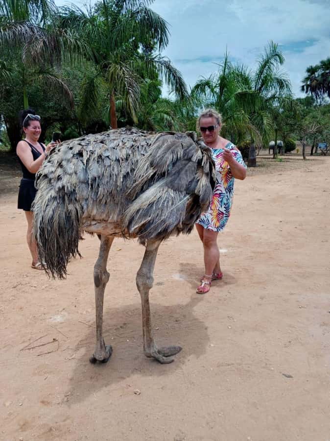 giraffe feeding - Checking in at the 31-acre sanctuary