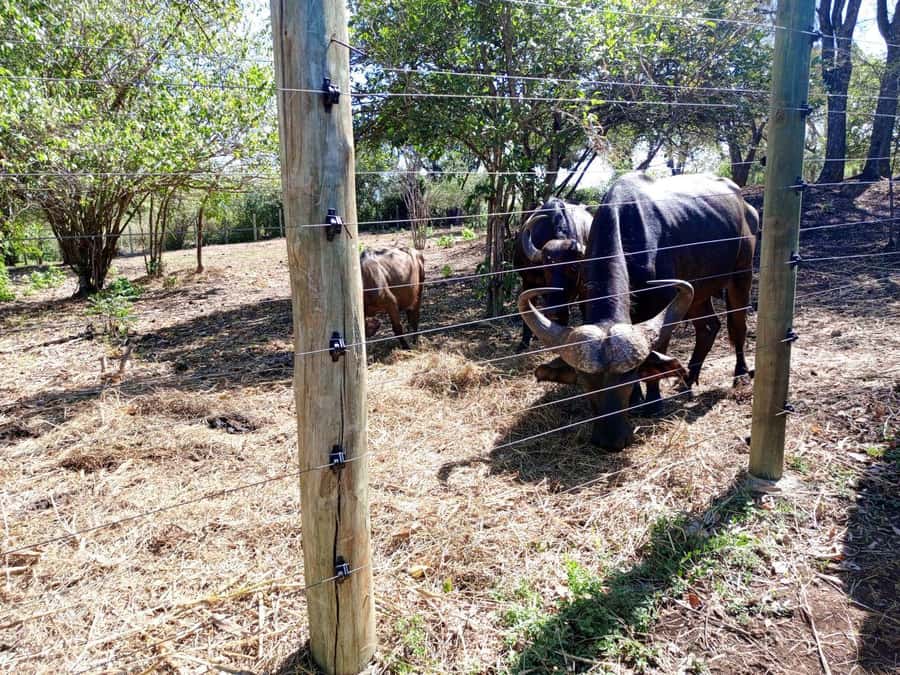 giraffe feeding - What $115 per person really buys