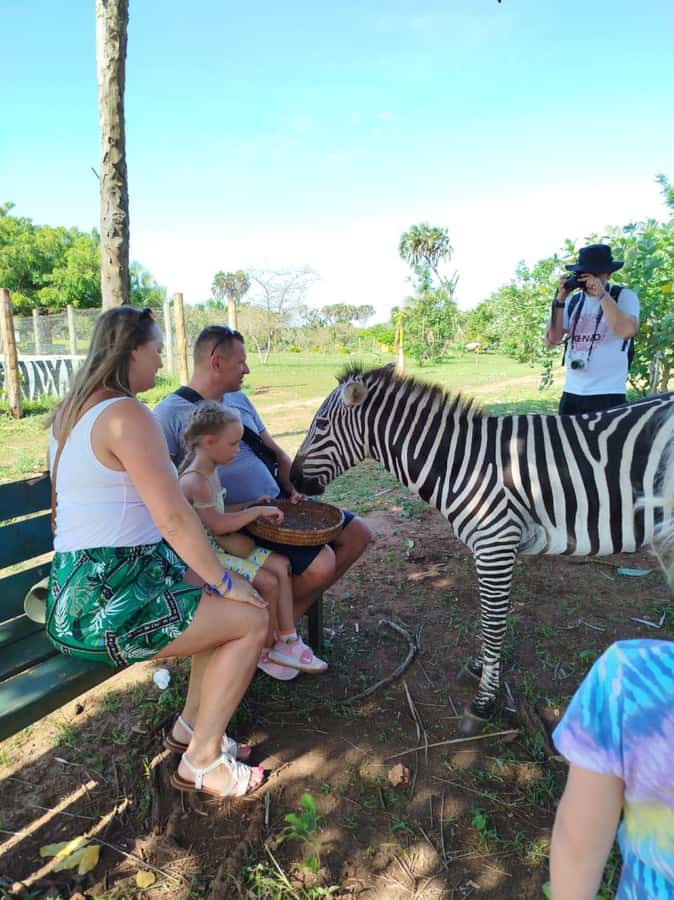 giraffe feeding - When the short schedule works best