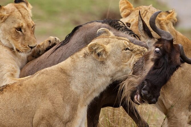 Great Wildebeest Migration Safari in Masai Mara - Key points to know before you book