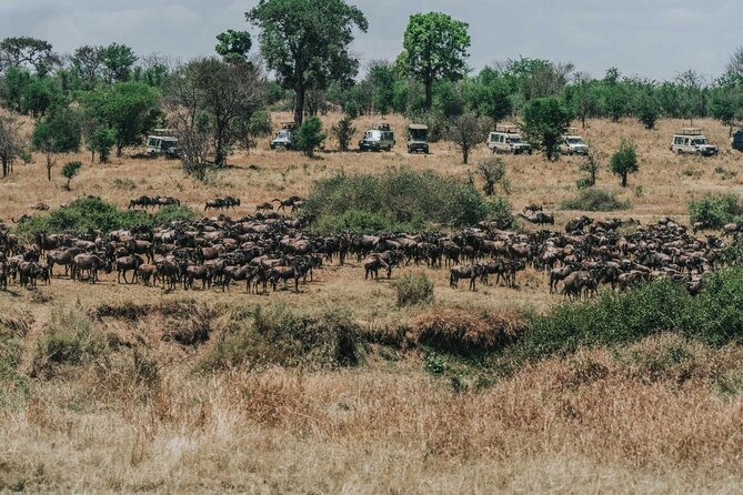Great Wildebeest Migration Safari in Masai Mara - Why the wildebeest migration is worth planning around