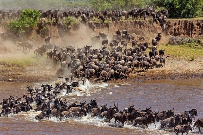 Great Wildebeest Migration Safari in Masai Mara - Day two: a full day among big cats and grazing herds