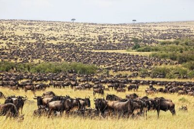 Great Wildebeest Migration Safari in Masai Mara