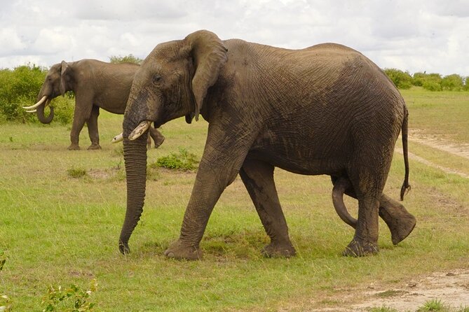 Great Wildebeest Migration Safari in Masai Mara - Day three: sunrise, the Mara River, and an optional balloon ride