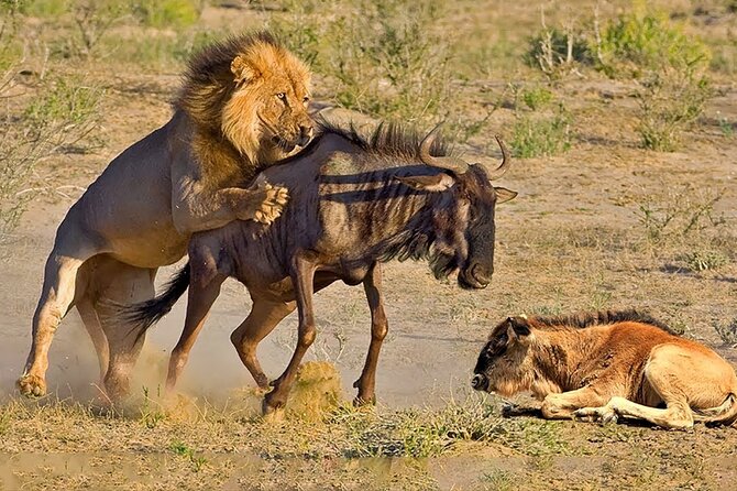 Great Wildebeest Migration Safari in Masai Mara - Day four: a Maasai village and the road to Nairobi