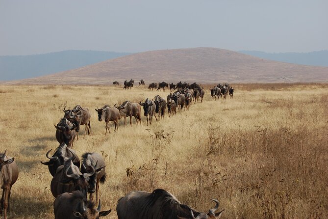 Great Wildebeest Migration Safari in Masai Mara - What the private 4x4 setup means for you