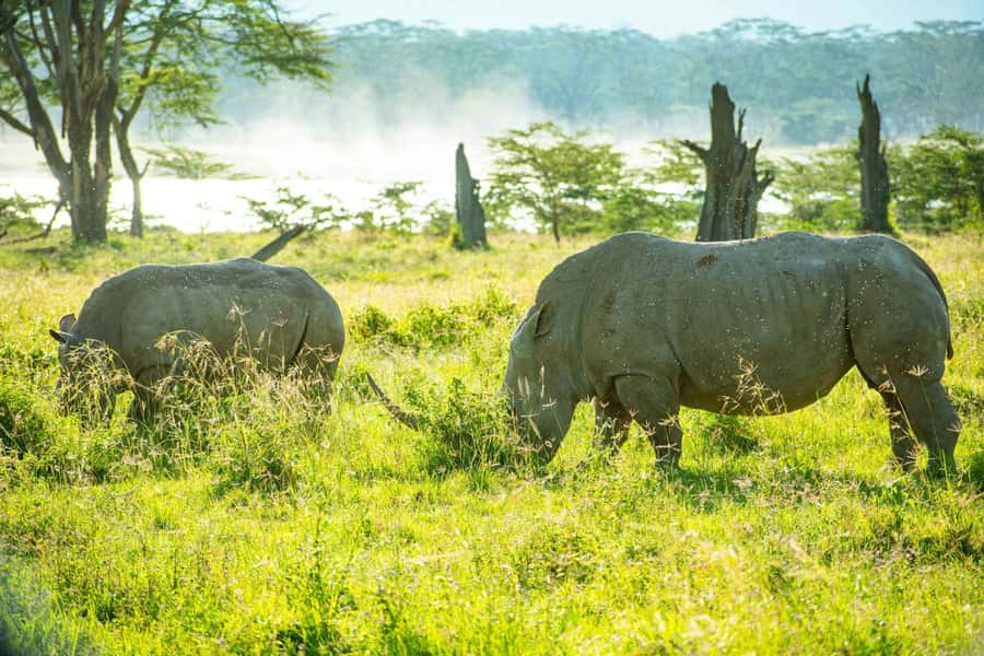 Group joining day trip to Lake Nakuru from Nairobi - Why Lake Nakuru Works as a Nairobi Day Trip