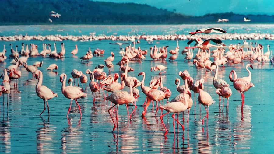 Group joining day trip to Lake Nakuru from Nairobi - The Early Drive From Nairobi