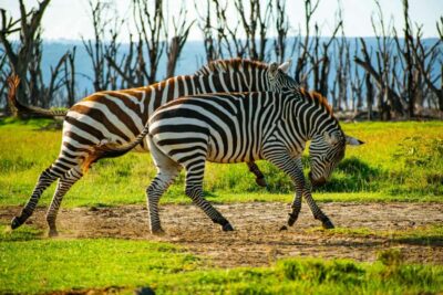Group joining day trip to Lake Nakuru from Nairobi