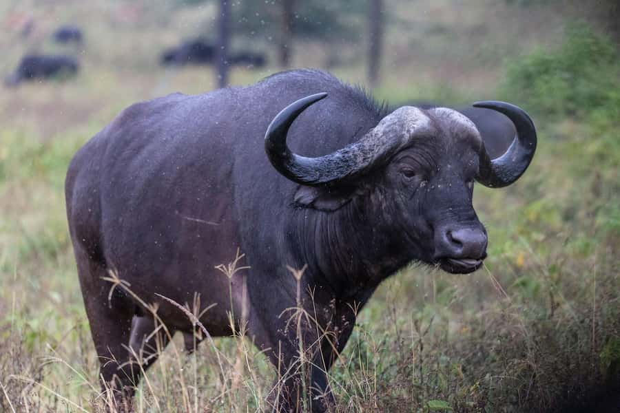 Group joining day trip to Lake Nakuru from Nairobi - What the Guides Add to the Day