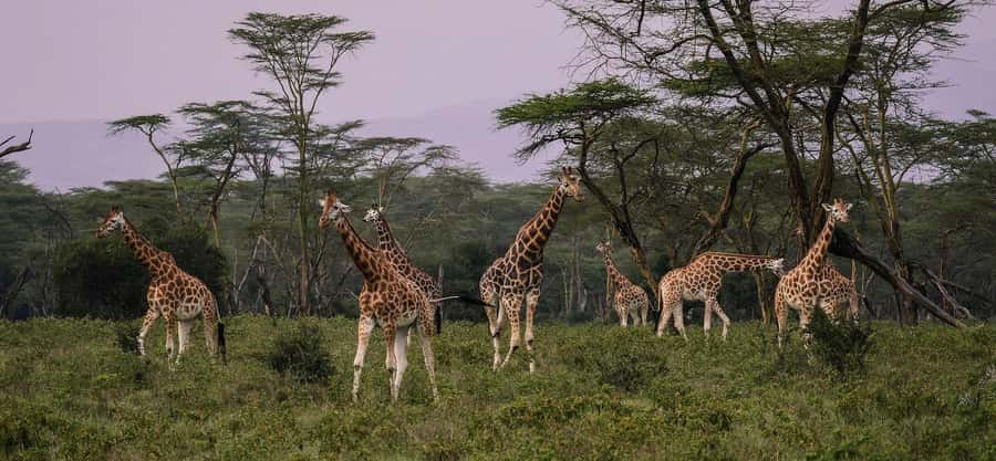 Group joining day trip to Lake Nakuru from Nairobi - The Real Price: $235 Before Food