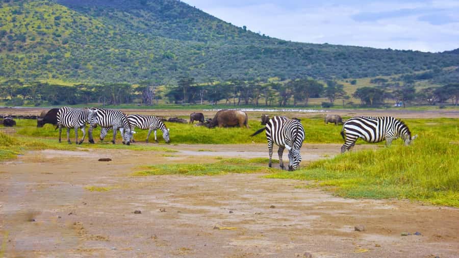 Group joining day trip to Lake Nakuru from Nairobi - Who Should Book This Day Trip