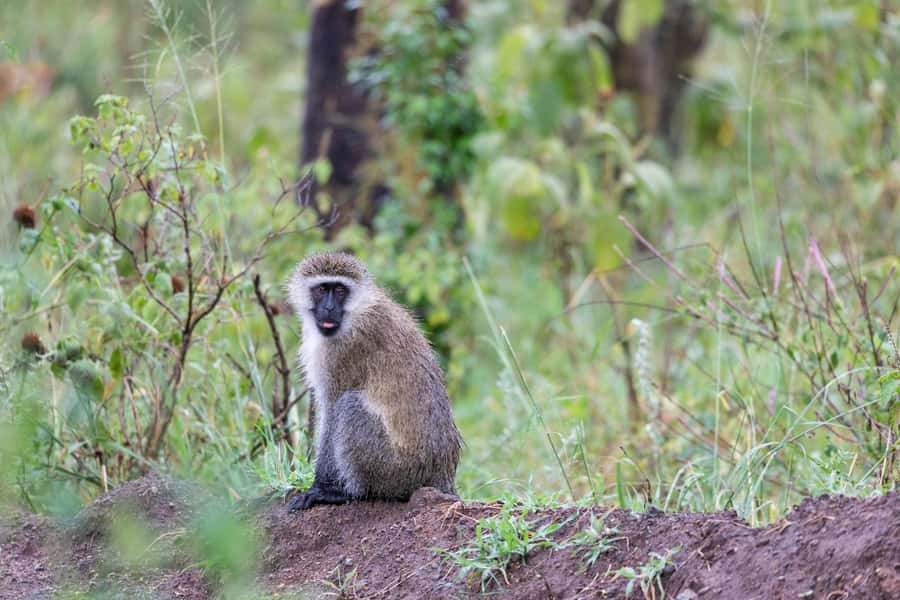 Group joining day trip to Lake Nakuru from Nairobi - Booking Details Worth Knowing