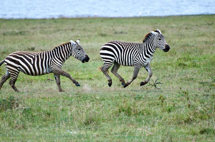 Group joining day trip to Lake Nakuru from Nairobi - Should You Book the Lake Nakuru Day Trip?
