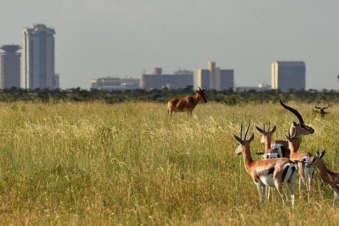 Group Joining Nairobi National Park and Giraffe Center - Why the pop-up roof matters