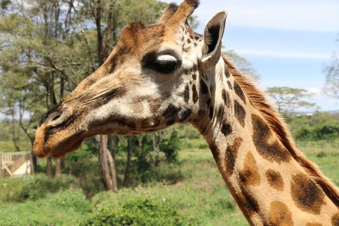 Group Joining Nairobi National Park and Giraffe Center - From rhinos to Rothschild giraffes