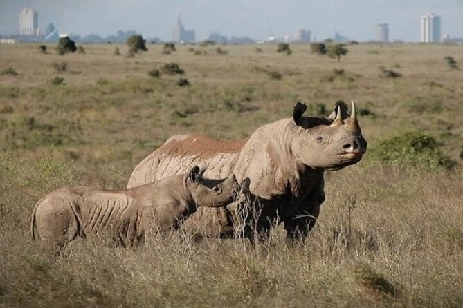Group Joining Nairobi National Park and Giraffe Center - The guide can make or break the day
