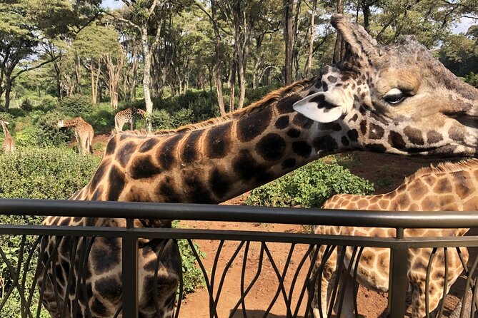 Half Day Excursion Tour in Nairobi - Why this short Nairobi outing works