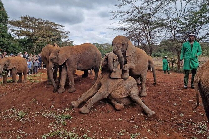 Half Day Excursion Tour in Nairobi - Booking details and cancellation