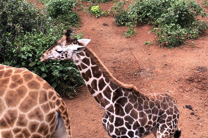Half Day Excursion Tour in Nairobi - Kobe Tough Beads, art with a direct local connection