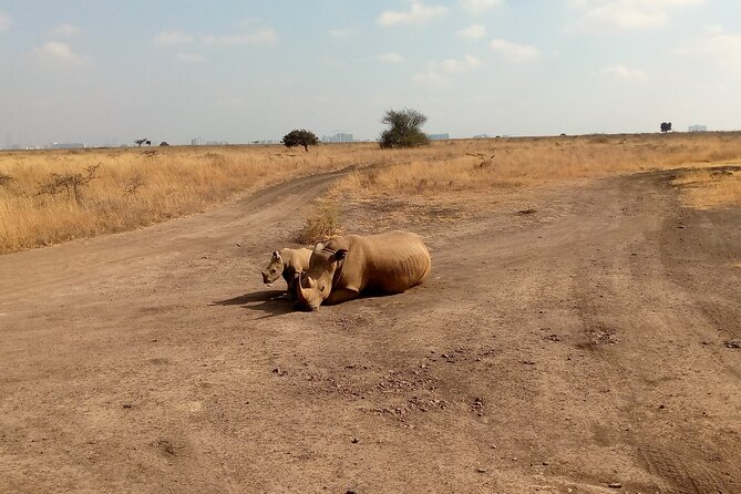 Half Day Morning or Afternoon Guided Tour : Nairobi National Park - Why Nairobi National Park works for a short safari