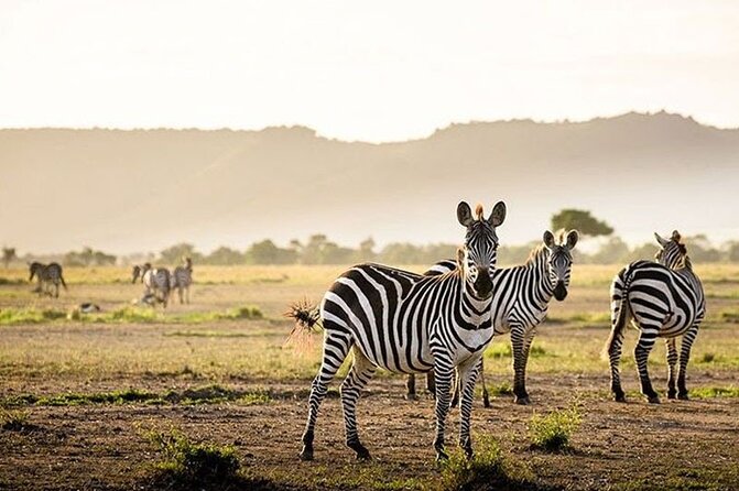 Half Day Morning or Afternoon Guided Tour : Nairobi National Park - What the four-and-a-half-hour game drive includes