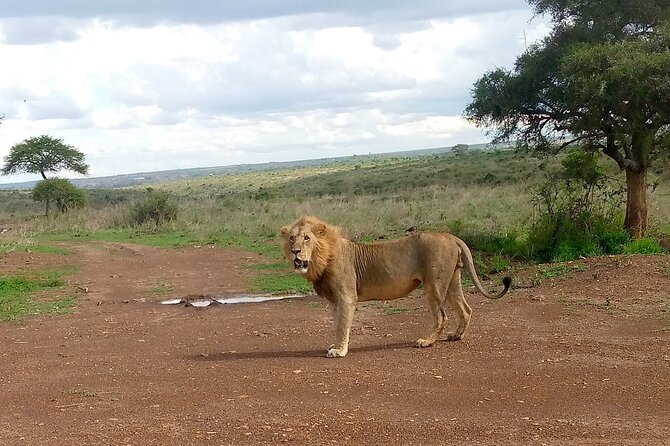 Half Day Morning or Afternoon Guided Tour : Nairobi National Park - The city view is part of the experience