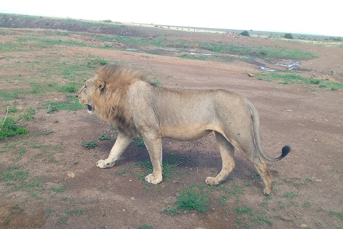 Half Day Morning or Afternoon Guided Tour : Nairobi National Park - Practical planning for your morning or afternoon