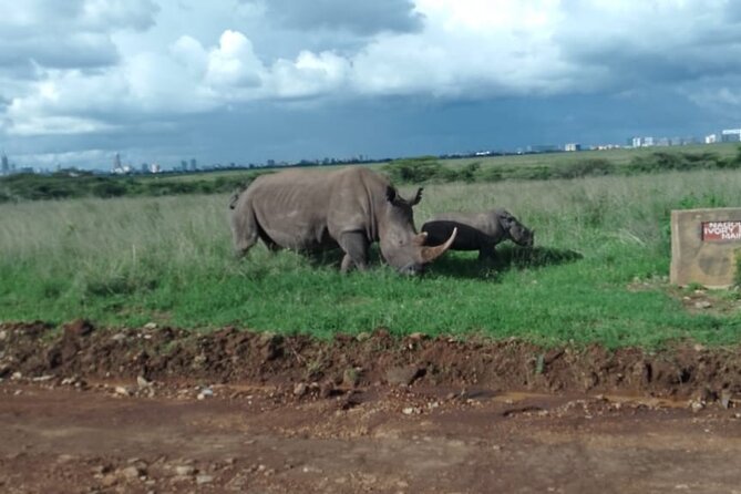 Half Day Morning or Afternoon Guided Tour : Nairobi National Park - Entering the park with a private guide