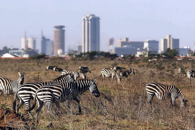 Half Day Nairobi National park - Choosing the early morning drive