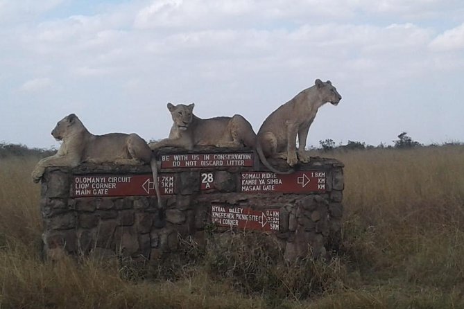 Half Day Nairobi National park - What the afternoon drive offers