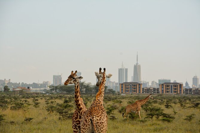 Half-Day Nairobi National Park and Maasai Market with Pick up - Why this Nairobi safari works so well