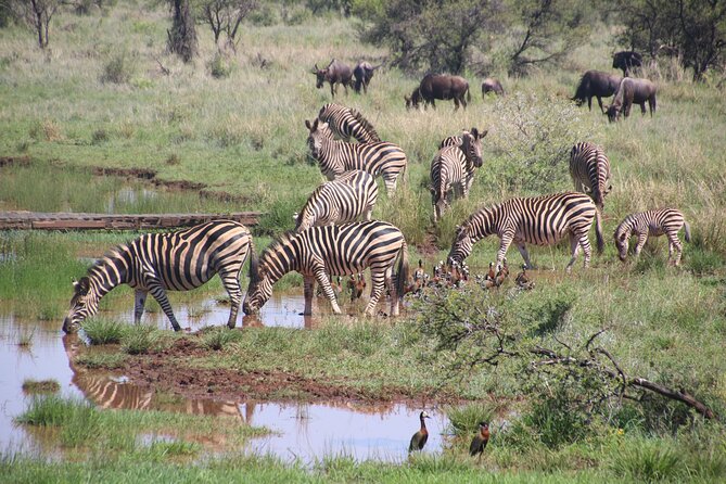 Half-Day Nairobi National Park and Maasai Market with Pick up - Three hours among Nairobi’s wildlife
