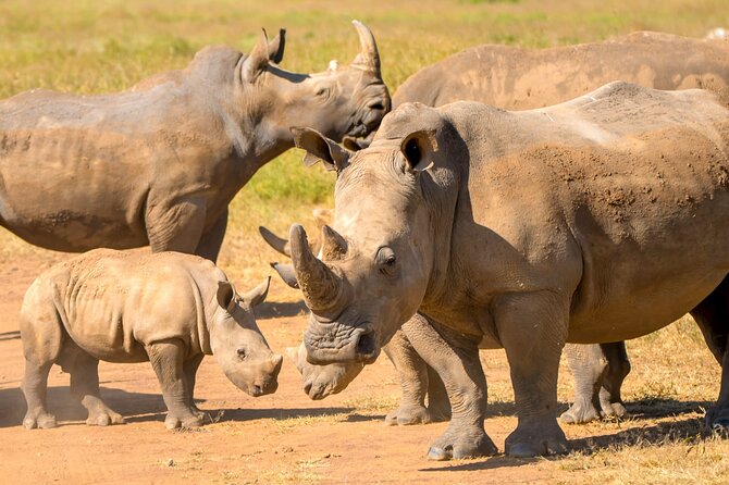 Half-Day Nairobi National Park Private Tour with admission - Nairobi National Park, safari country beside the city