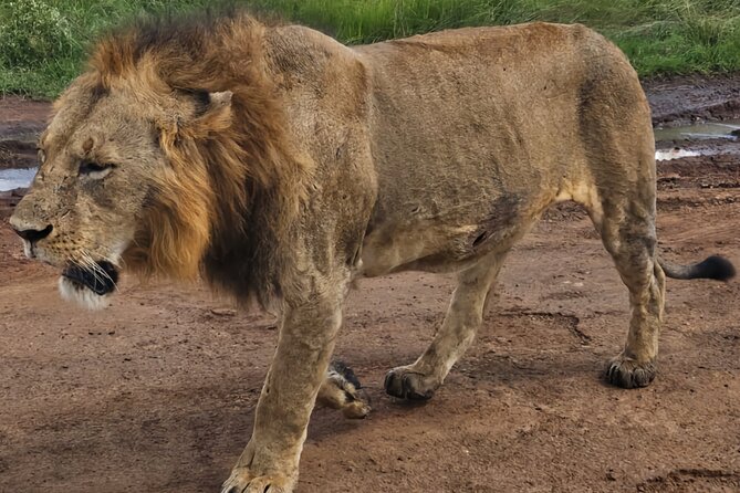 Half-Day Nairobi National Park Private Tour with admission - Is $167 per person a fair price?