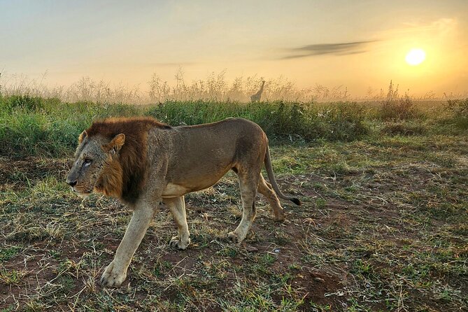 Half-Day Nairobi National Park Private Tour with admission - Timing a layover safely