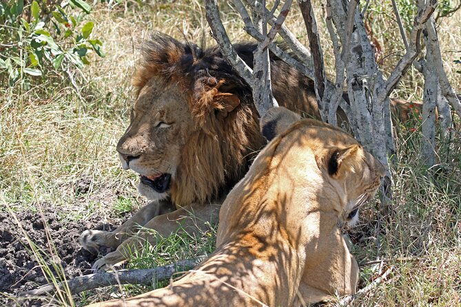 Half-Day Nairobi National Park Private Tour with admission - Weather, roads, and guide quality