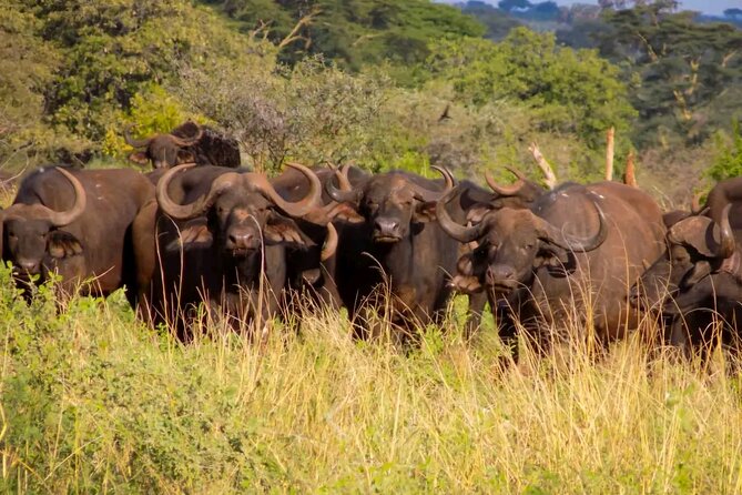 Half-Day Nairobi National Park Private Tour with admission - Who will get the most from this tour?