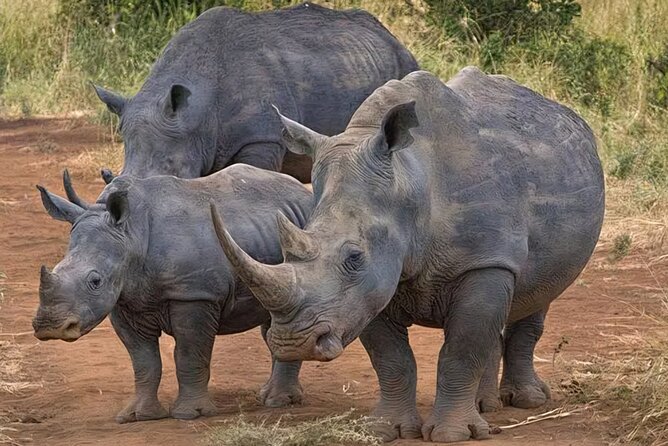 Half-Day Nairobi National Park Private Tour with admission - A private four-hour game drive