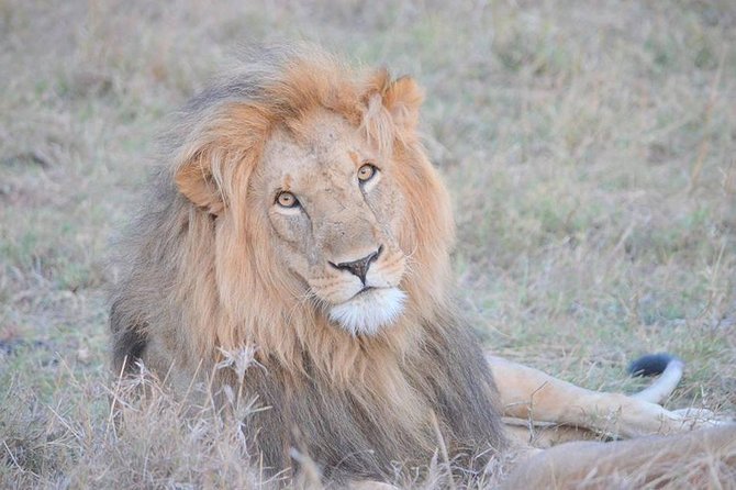 Half-Day Nairobi National Park Safari from Nairobi with Free Pickup - What the six-hour outing actually involves