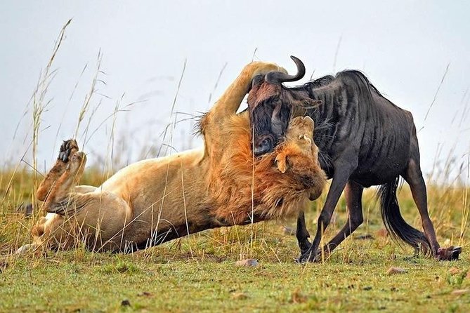 Half-Day Nairobi National Park Safari from Nairobi with Free Pickup - Why the $44.16 price needs careful calculation
