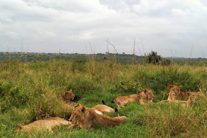 Half-Day Nairobi National Park Safari from Nairobi with Free Pickup - Shared transport is the biggest practical gamble