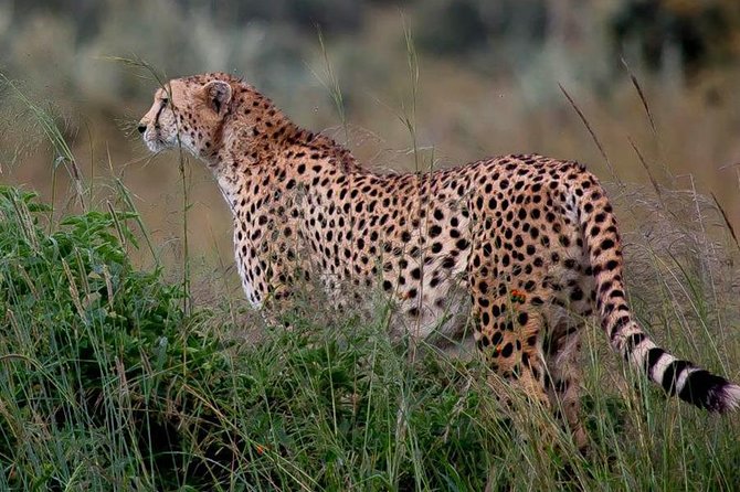 Half-Day Nairobi National Park Safari from Nairobi with Free Pickup - Who should book this Nairobi safari?