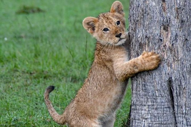 Half-Day Nairobi National Park Safari from Nairobi with Free Pickup - The wildlife you may see in a short visit